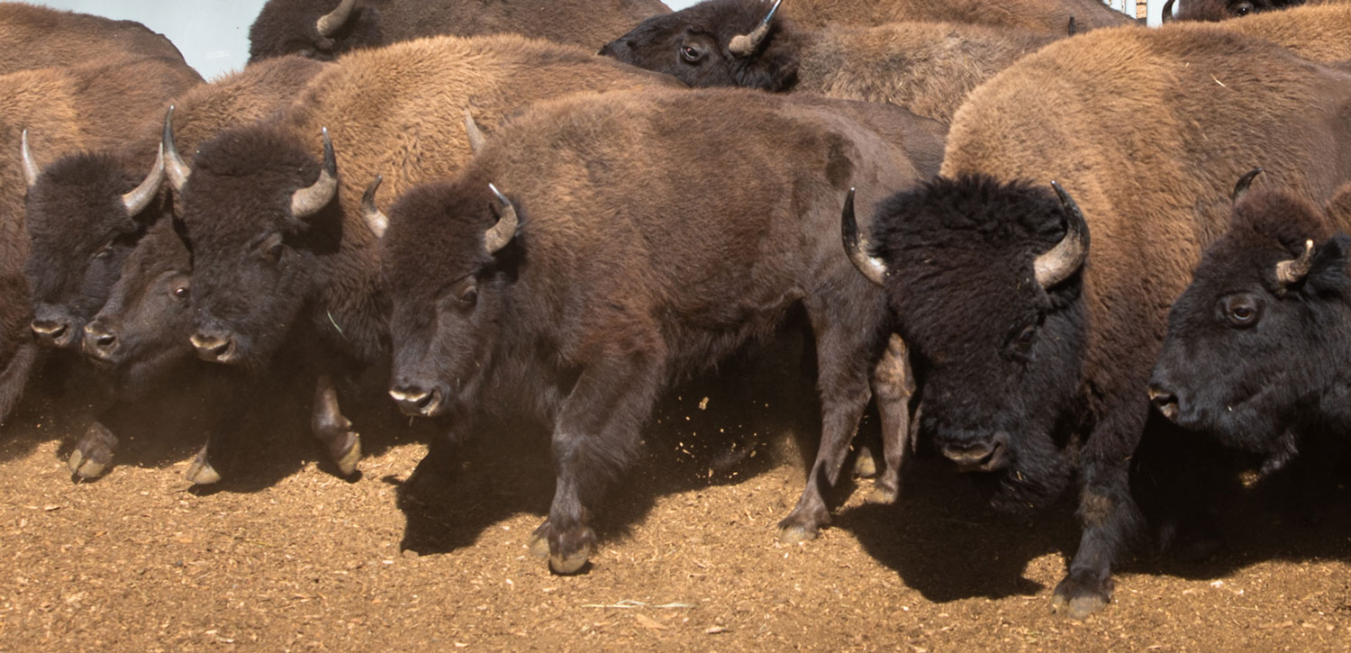 (c) Grand Canyon National Park. Licensed under CC BY 2.0. Some rights reserved.